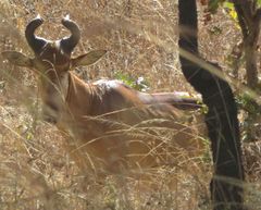 Alcelaphus buselaphus lichtensteinii