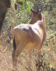 Alcelaphus buselaphus lichtensteinii