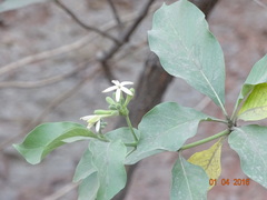 Morinda pubescens