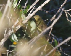 Leiothlypis celata sordida