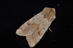 Dichagyris variabilis