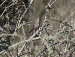 Thryomanes bewickii charienturus