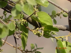 Cordia macleodii