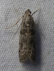 Promylea lunigerella