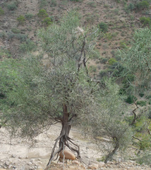 Prosopis kuntzei