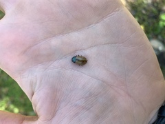 Chrysomela crotchi