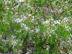 Jasminum malabaricum