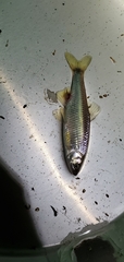 Lernaeidae