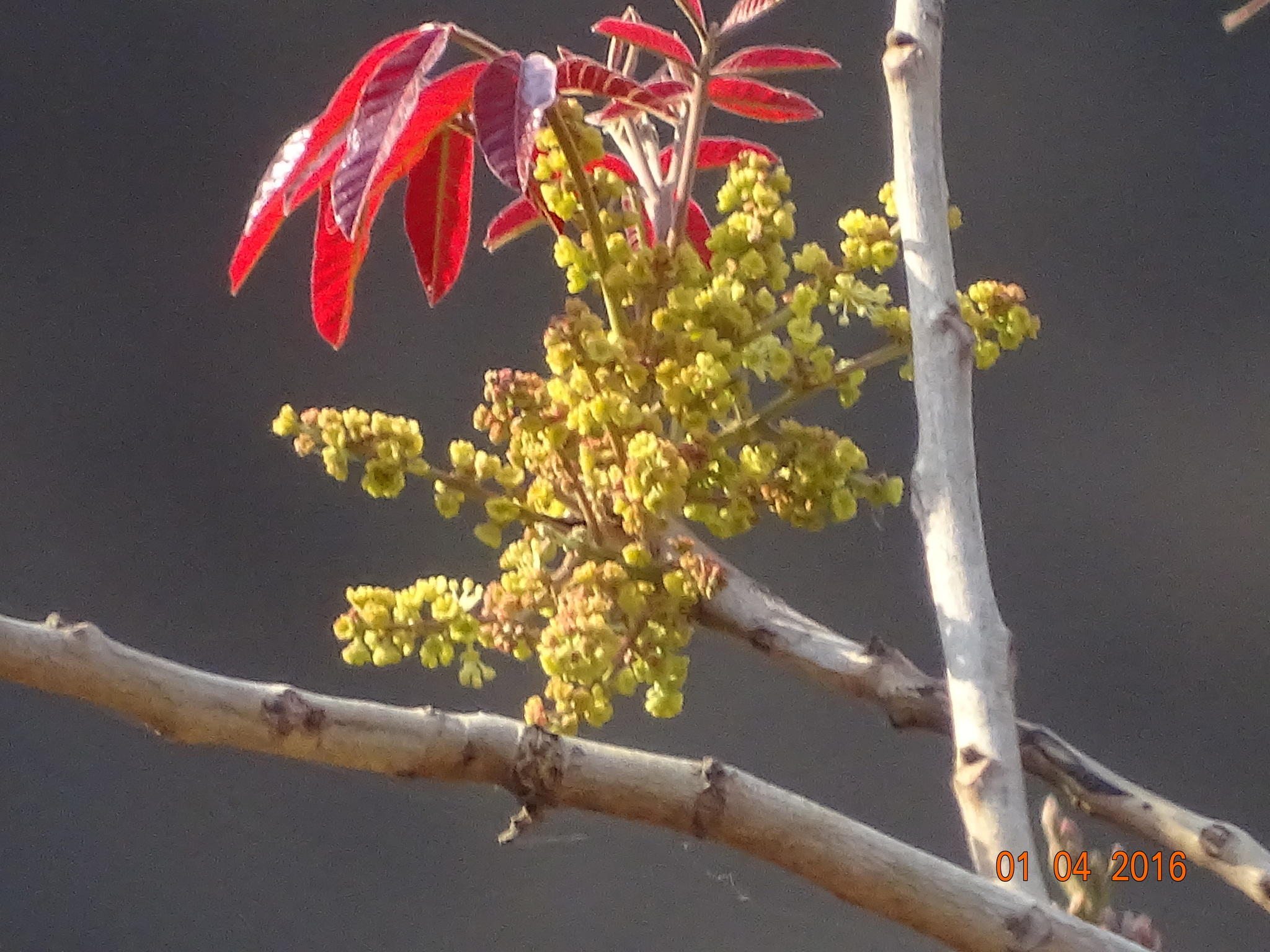 Schleichera oleosa