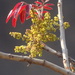 Ceylon Oak - Photo (c) Rujuta Vinod, some rights reserved (CC BY-NC), uploaded by Rujuta Vinod
