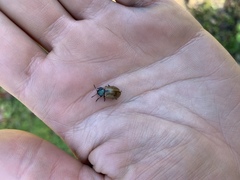 Chrysomela crotchi
