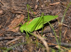 Amblycorypha alexanderi