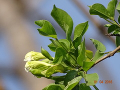 Dolichandrone falcata