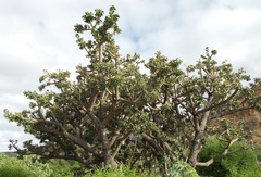 Quiabentia verticillata