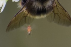 Apocephalus borealis