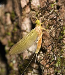 Stenacron interpunctatum heterotarsale