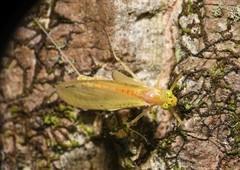 Stenacron interpunctatum heterotarsale