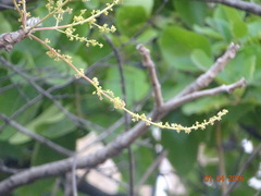 Lannea coromandelica