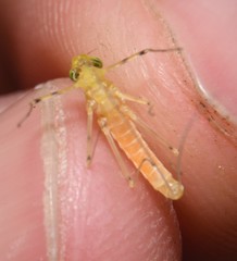 Stenacron interpunctatum heterotarsale