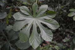 Cecropia schreberiana