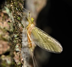 Stenacron interpunctatum heterotarsale