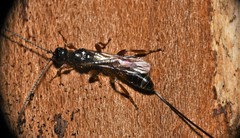 Xoridinae