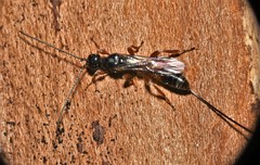 Xoridinae