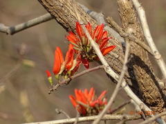 Erythrina suberosa