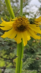 Verbesina tetraptera