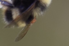 Apocephalus borealis