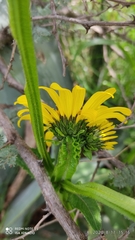 Verbesina tetraptera