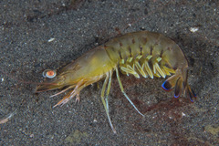 Penaeus latisulcatus