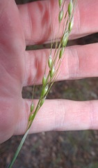 Piptochaetium fimbriatum