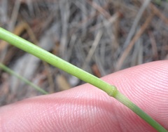 Piptochaetium fimbriatum