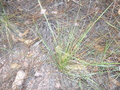 Piptochaetium fimbriatum