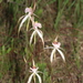 Caladenia nobilis - Photo (c) robert davis,  זכויות יוצרים חלקיות (CC BY-NC), הועלה על ידי robert davis