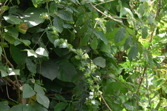 Jasminum multiflorum