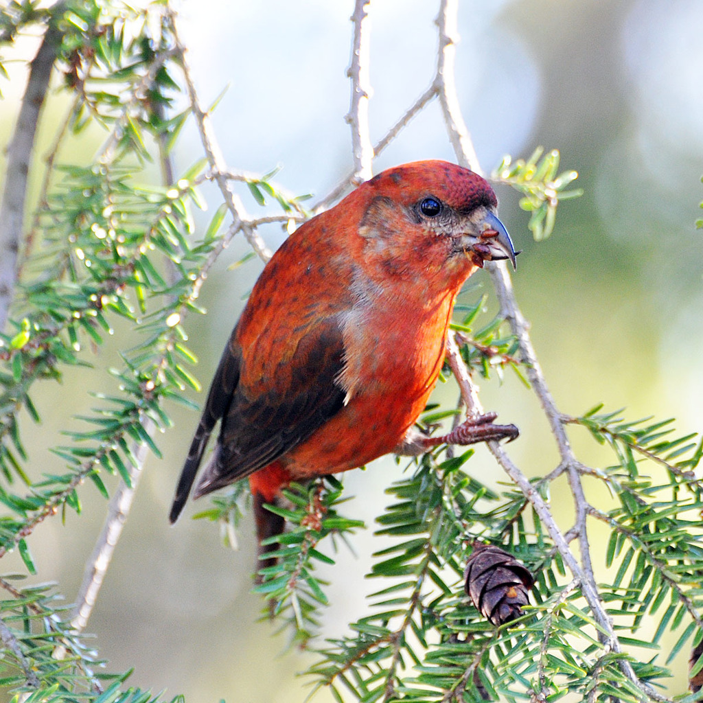 Lesser Crossbill