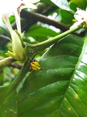 Gasteracantha diadesmia