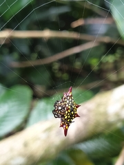 Gasteracantha diadesmia