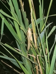 Neoconocephalus ensiger