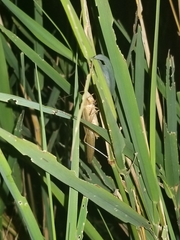 Neoconocephalus ensiger