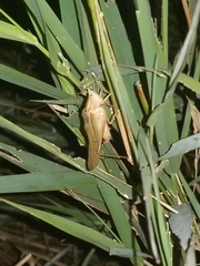 Neoconocephalus ensiger