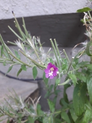 Epilobium hirsutum
