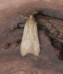 Helcystogramma badia