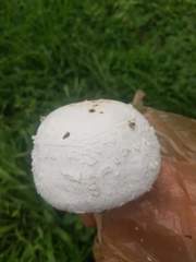 Agaricus campestris
