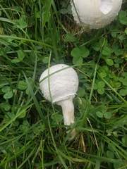 Agaricus campestris