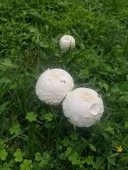 Agaricus campestris