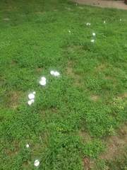 Agaricus campestris