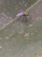 Dolichopodidae